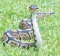crazypythonlady's Avatar