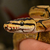 chromey's Avatar