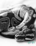 lizsfetus's Avatar