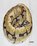 J & J Constrictors's Avatar