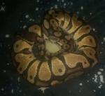 Snake Man 27