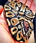 Ballpythonkaa's Avatar