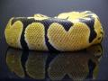 ssnakes's Avatar