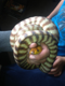 Gypsi77's Avatar