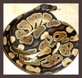 triton's Avatar