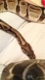 bwhifhs's Avatar