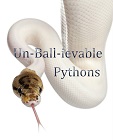 Un-Ball-ievable Py.'s Avatar