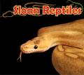 Sloanreptiles's Avatar