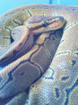 purple python's Avatar