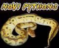 Novi's Avatar