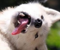 wolfknot's Avatar