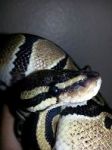 JakesSnake's Avatar