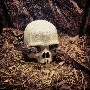 danielfritino's Avatar