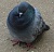 Pidgeon's Avatar