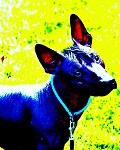 Xoloitzcuintli's Avatar