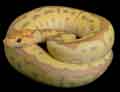 ExoticBallPythons's Avatar