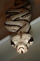 SERPENTIA's Avatar