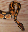 python_baller