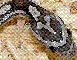 Jcapicy's Avatar
