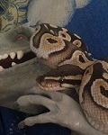 Duncanleosteus's Avatar