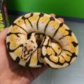 Snakespeare's Avatar