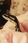esswrig's Avatar