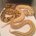 WorldClassBallPython