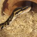 Slytherin_python