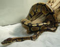 bashatheballpython's Avatar