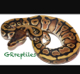 GR reptiles's Avatar