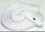 Griz/Rosco B.Pythons's Avatar