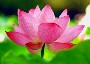 huynhanh3201's Avatar