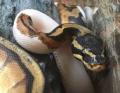 StevenThePython's Avatar