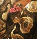 Hugs and Hisses's Avatar