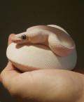 PastelSerenity's Avatar