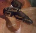 SnakeOwner24's Avatar