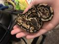 CleopatraPython's Avatar