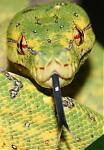 Jabe's Avatar