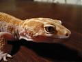 Glenn's Geckos's Avatar