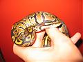 reptiman93
