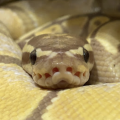 tslitheru's Avatar