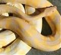 customreptiles's Avatar