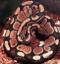 Python_Regalis
