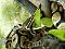 MontyTheBallPython