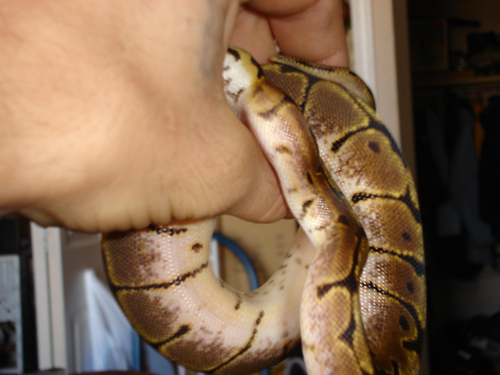 Venom