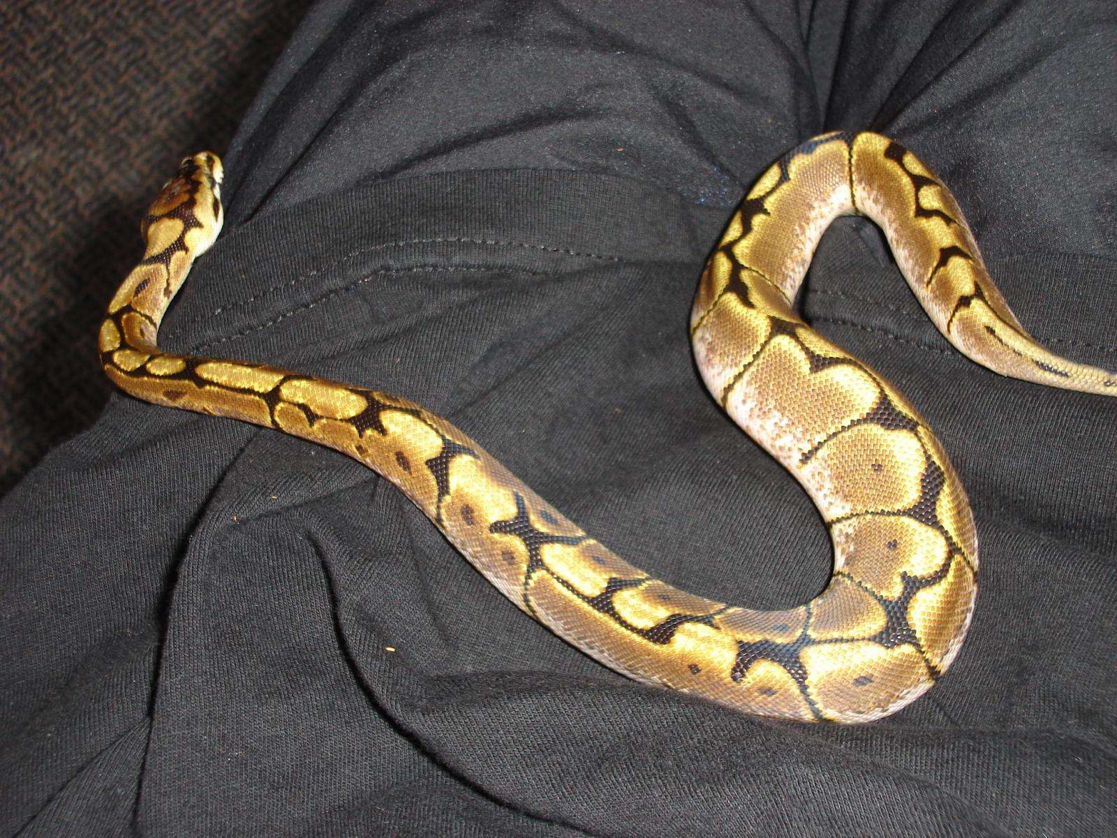 Venom