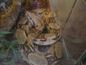 Nefer