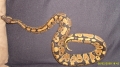 Slithers My Norm Ball Male