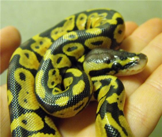 New Boy1