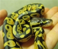 New Boy1